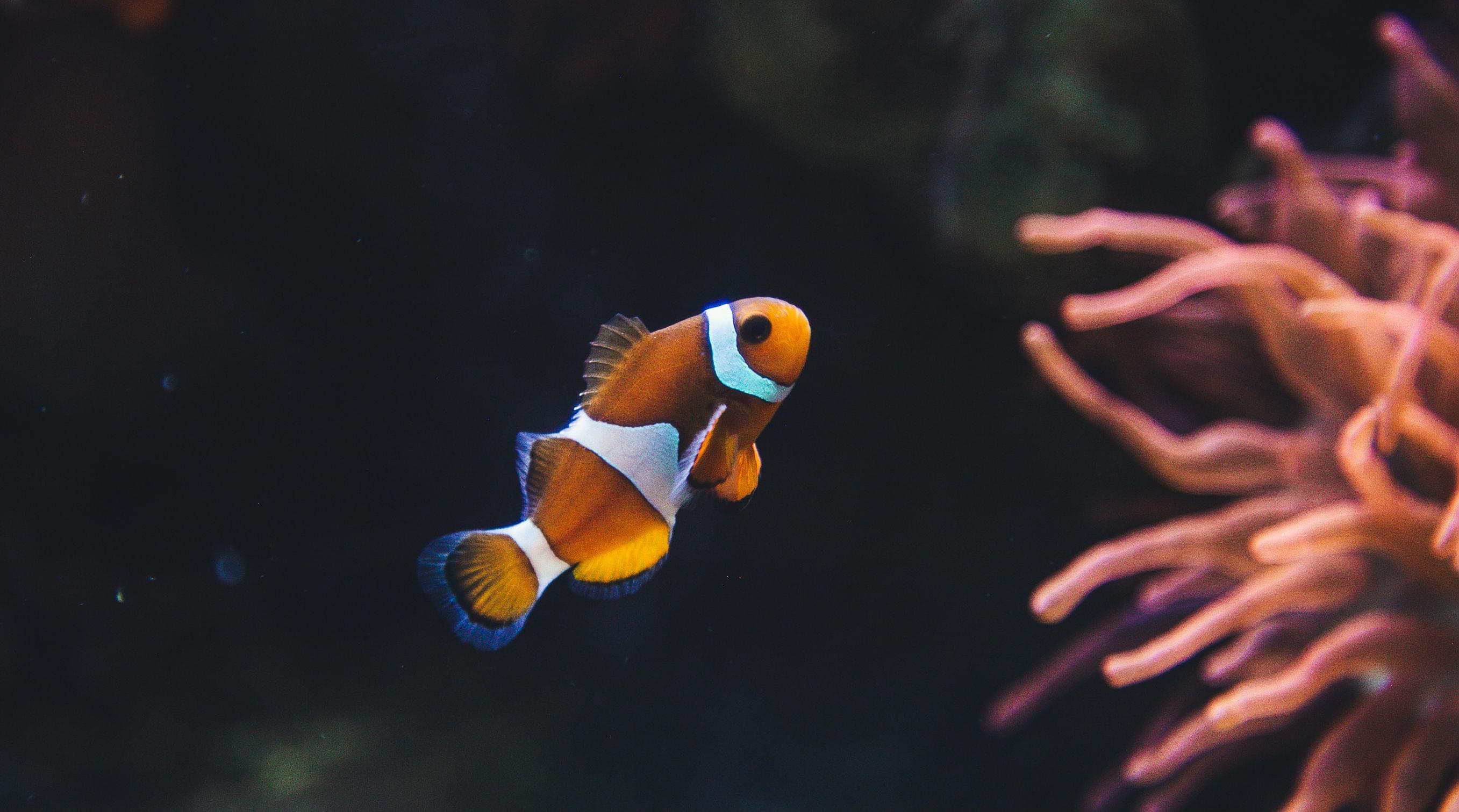 Clownfish