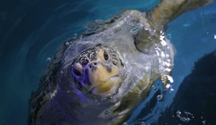 Friday the Green Turtle