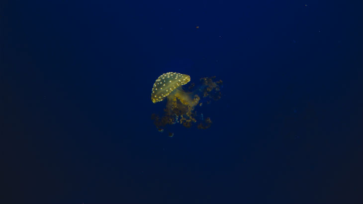 Jellyfish