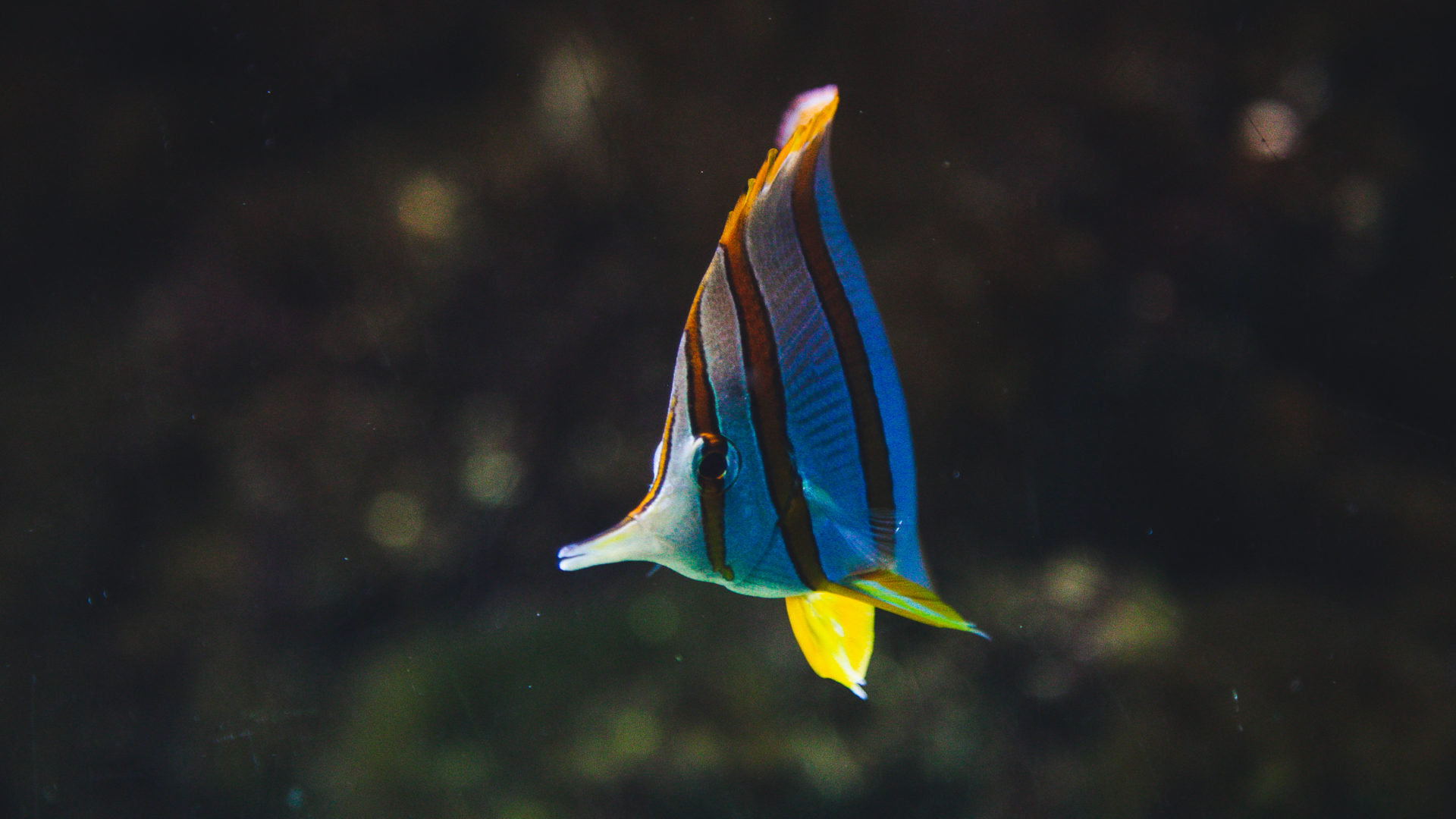 welcome to the aquarium - national marine aquarium