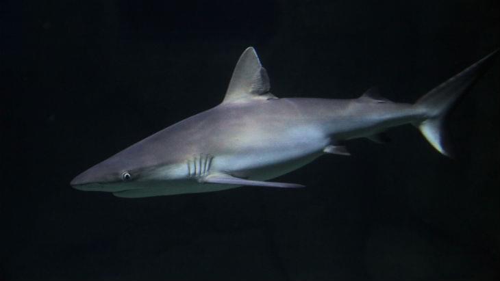 Grey Reef Shark 4 National Marine Aquarium