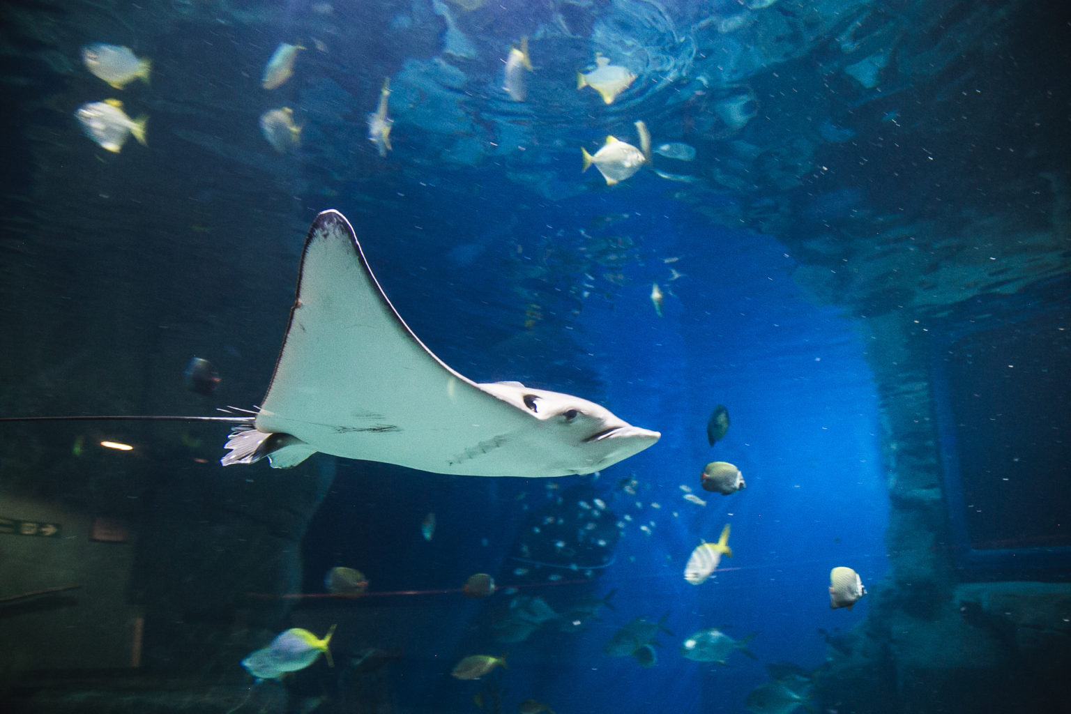 Great Barrier Reef | Blue Planet | National Marine Aquarium