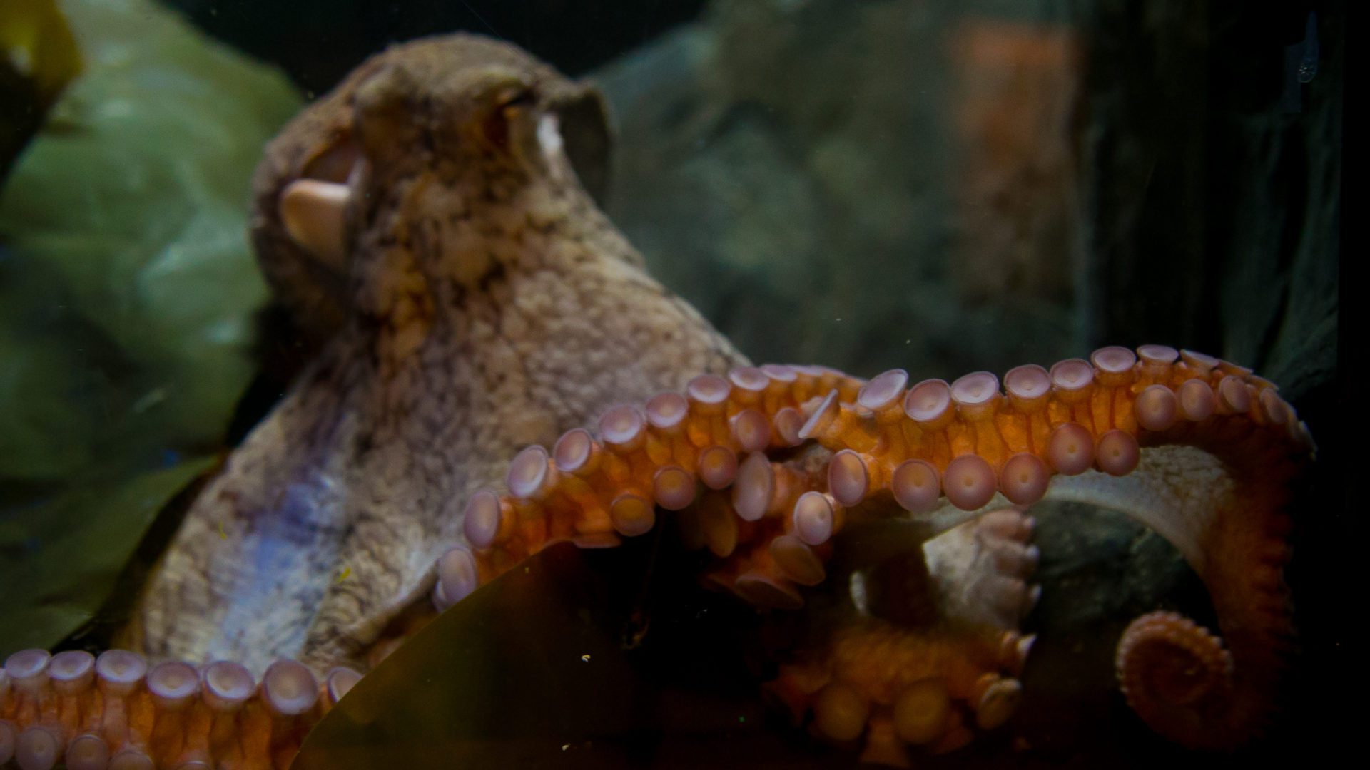 Biozone | Colourful Fish | National Marine Aquarium