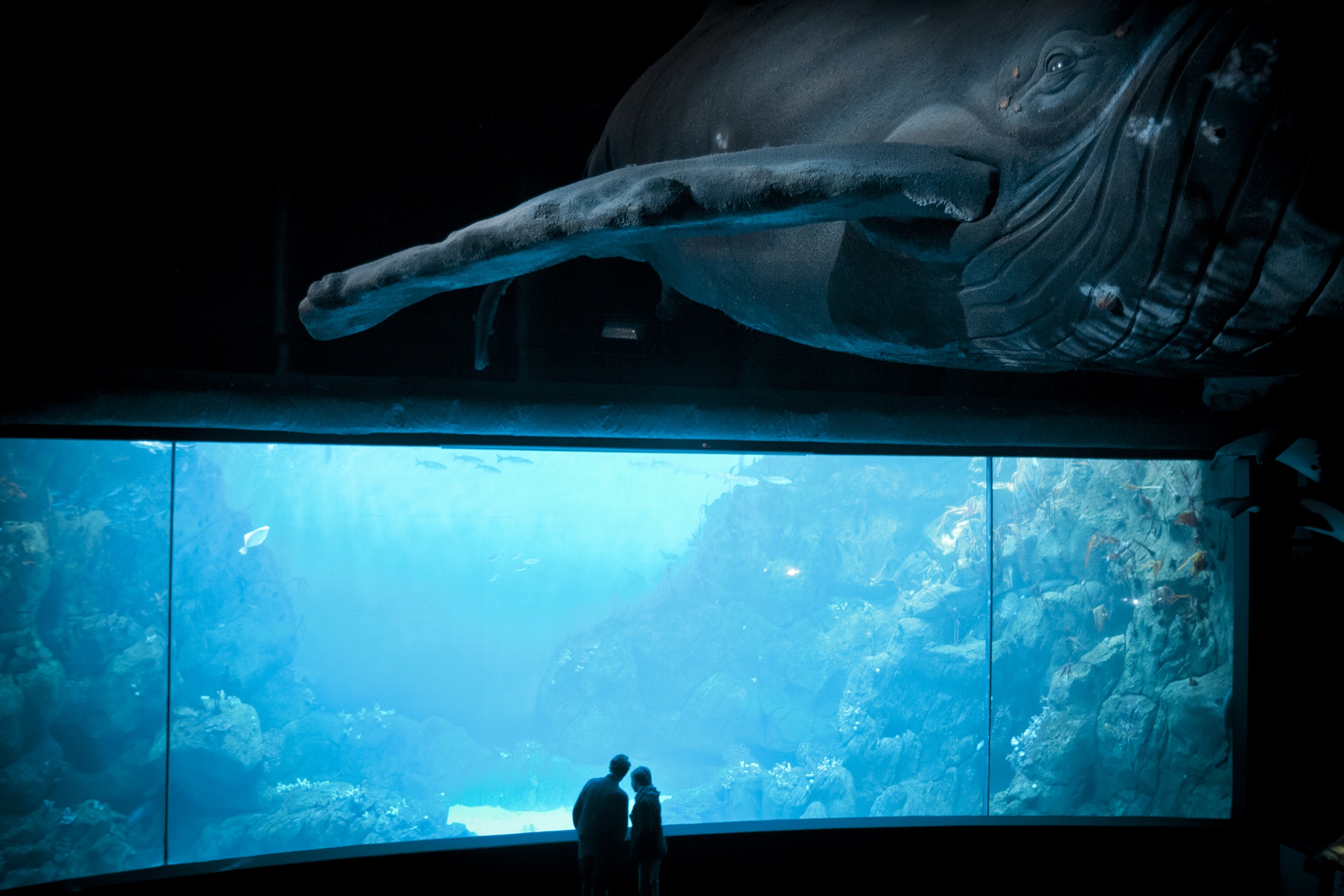 A whale-y good time at the National Marine Aquarium ...