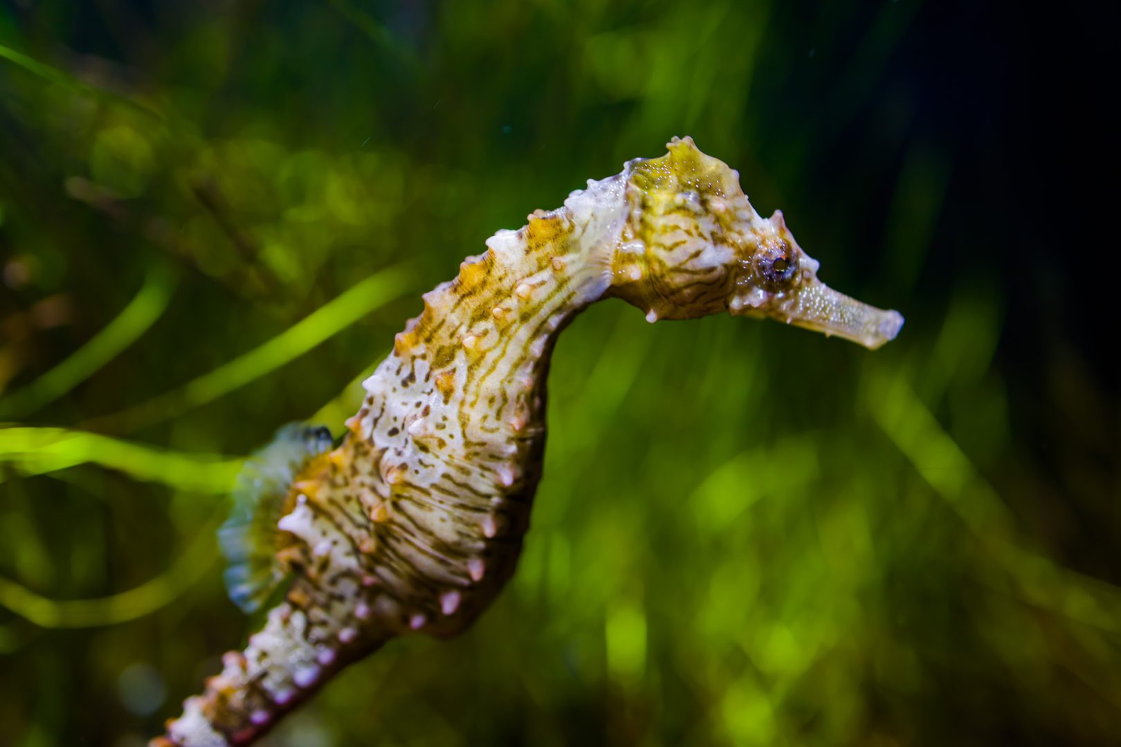 seagrass Archives - National Marine Aquarium