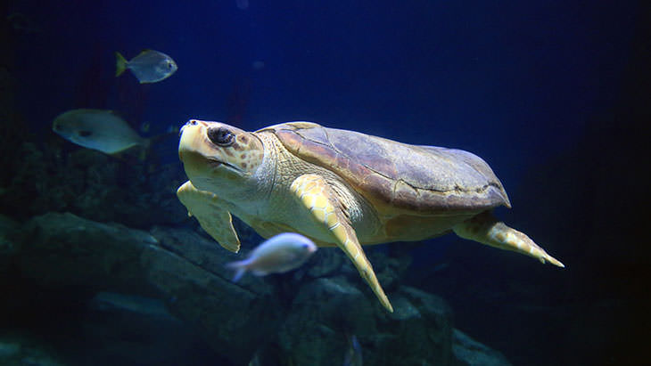 Snorkel the Turtle has sadly passed away - National Marine Aquarium